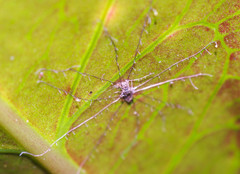 Ophiocordycipitaceae