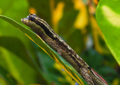 Anolis lyra