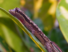 Anolis lyra