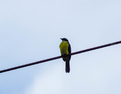 Myiozetetes cayanensis