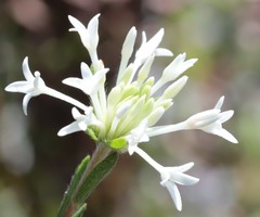 Pimelea longiflora