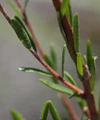 Pimelea longiflora