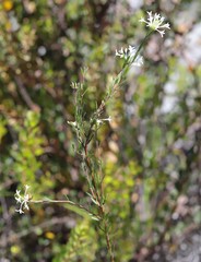 Pimelea longiflora