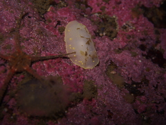 Cadlina laevis