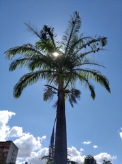 Roystonea borinquena