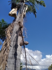 Roystonea borinquena