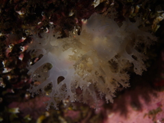 Dendronotus
