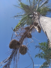 Roystonea borinquena