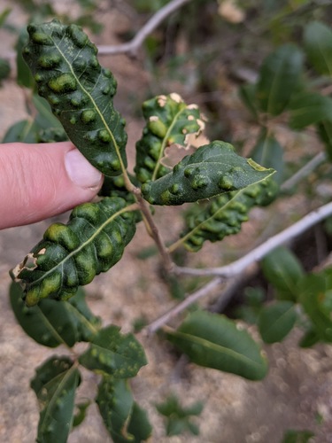 Live Oak Erineum Mite