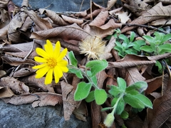 Heterotheca mucronata