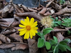 Heterotheca mucronata