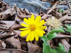 Heterotheca mucronata