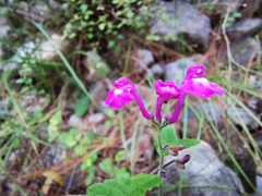 Scutellaria seleriana