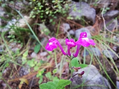 Scutellaria seleriana