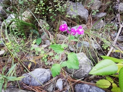 Scutellaria seleriana