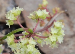 Platysace pendula