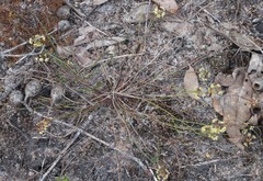 Platysace pendula