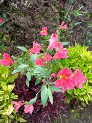 Alstroemeria aurea