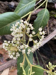 Parsonsia brisbanensis