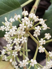 Parsonsia brisbanensis