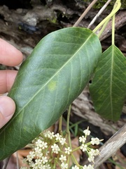 Parsonsia brisbanensis