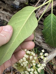 Parsonsia brisbanensis