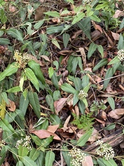 Parsonsia brisbanensis