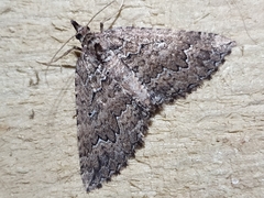 Austrocidaria lithurga