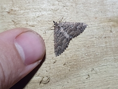 Austrocidaria lithurga