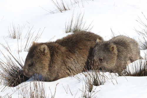 Bare-nosed Wombat, photo 10 of 10