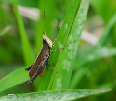 Maculiparia rotundata