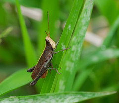 Maculiparia rotundata