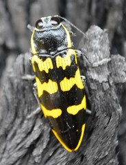 Cyrioides imperialis