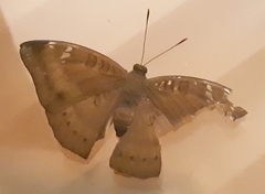 Euthalia aconthea