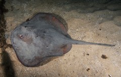 Trygonoptera testacea