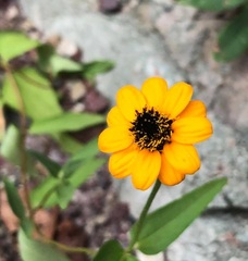 Zinnia maritima