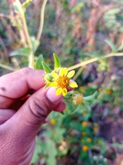 Simsia foetida