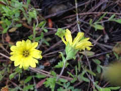 Lagophylla glandulosa
