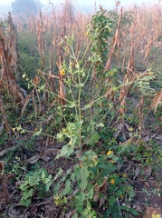 Simsia foetida