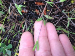 Lagophylla glandulosa