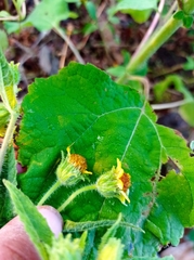 Simsia foetida