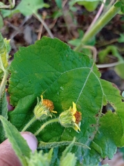 Simsia foetida