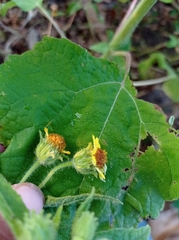 Simsia foetida