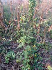 Simsia foetida