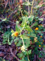 Simsia foetida