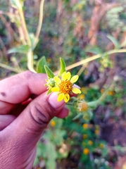 Simsia foetida