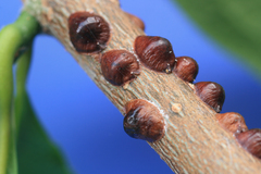 Parthenolecanium corni