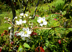 Rubus bogotensis