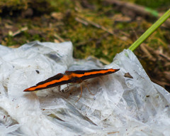 Catonephele nyctimus