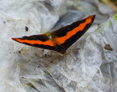 Catonephele nyctimus